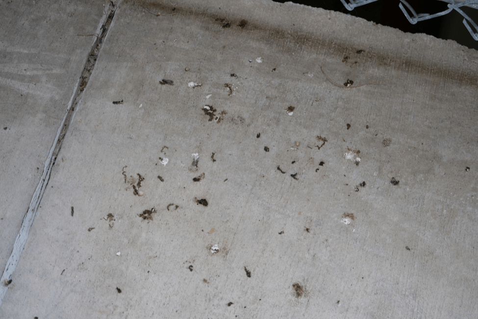 bird droppings