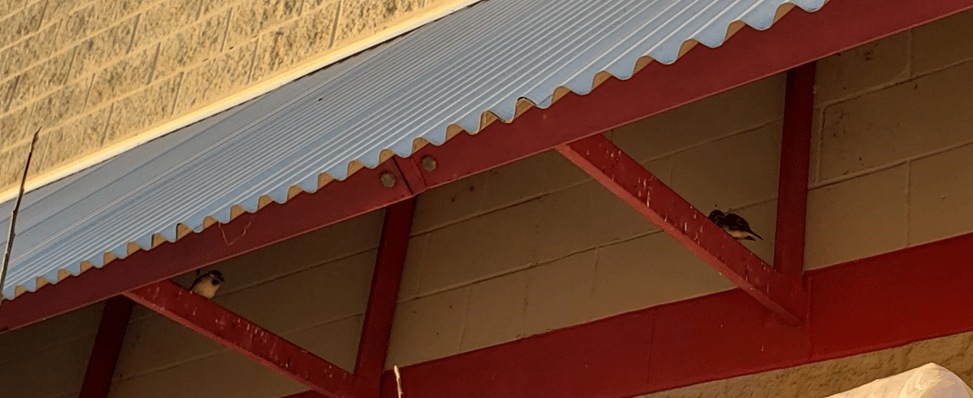 bird under awning