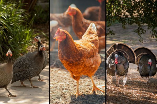 birds that eat ticks
