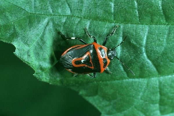 Black and red stink bug