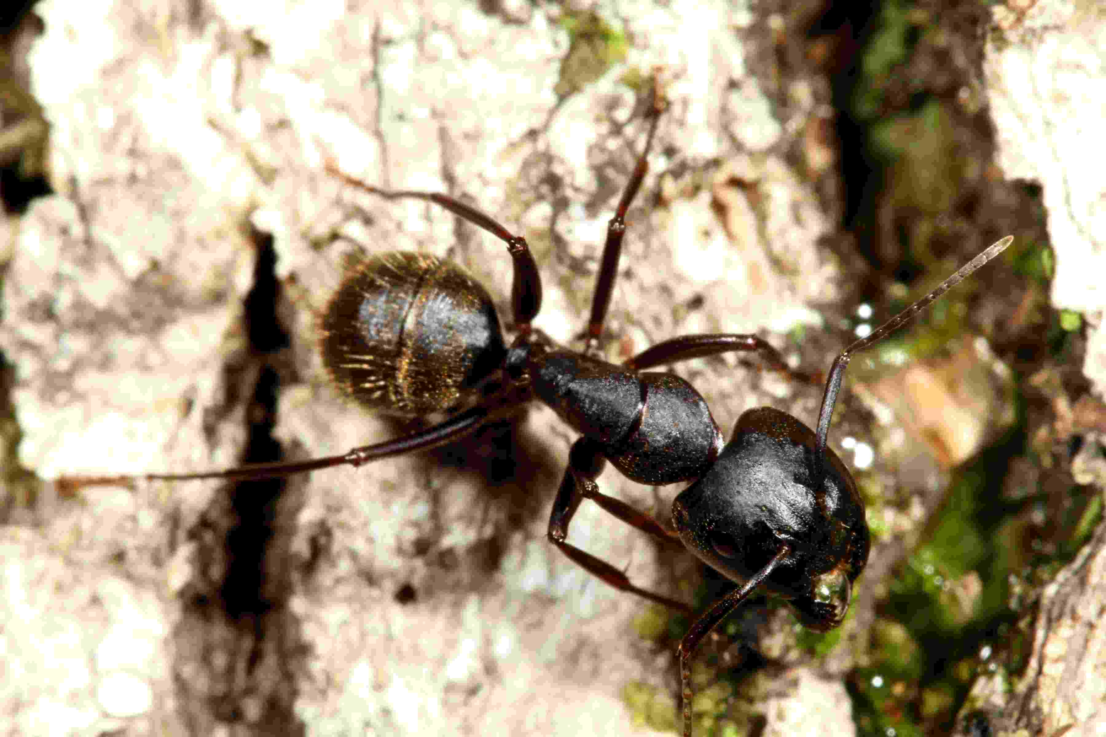 black carpenter ant
