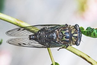Black cicada