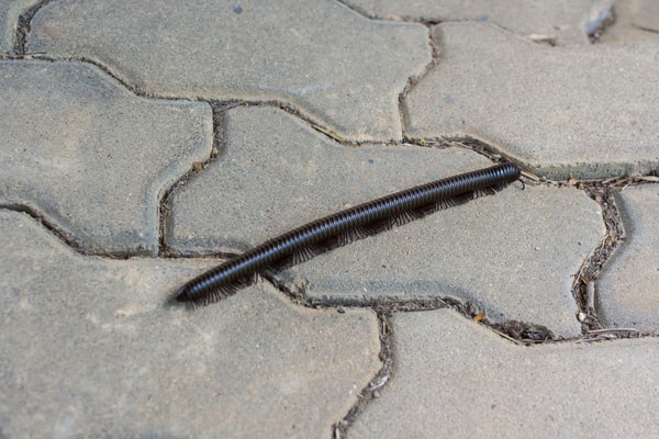 how to get rid of millipedes