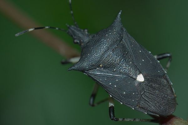 Black stink bug