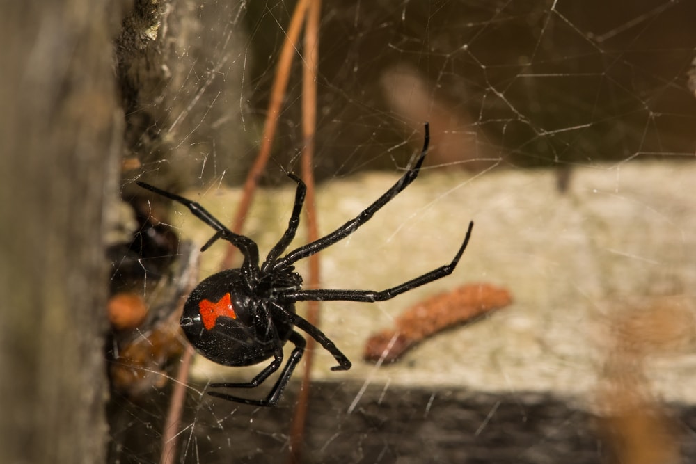 black-widows-spider-min
