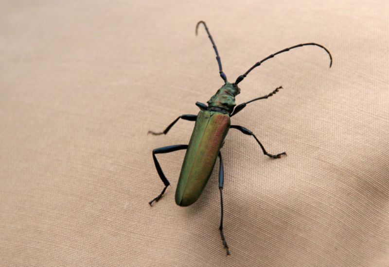 blister beetle