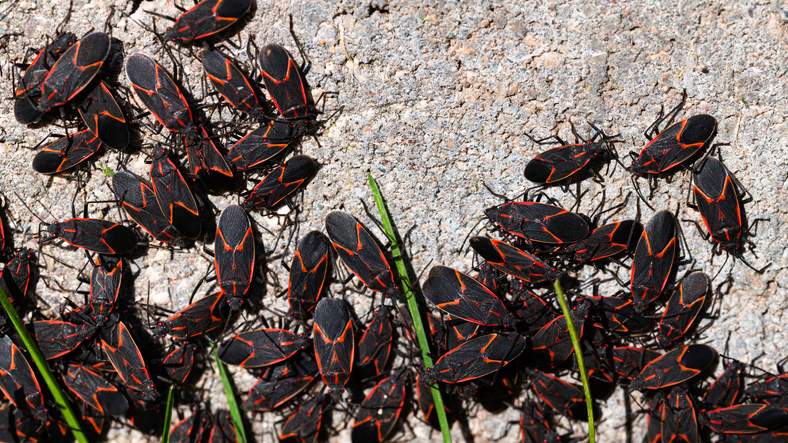 a group of boxelder bugs