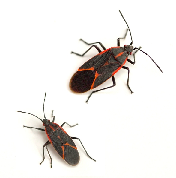 two boxelder bugs on a white background