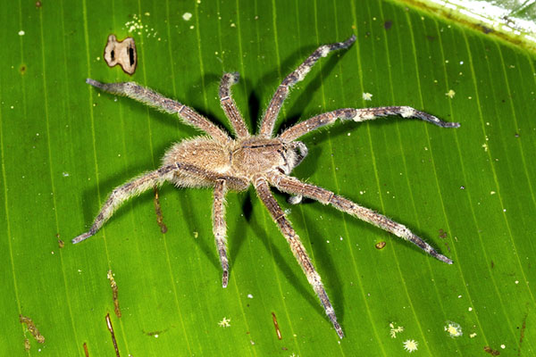 banana wandering spider