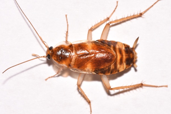 Brown-banded cockroach