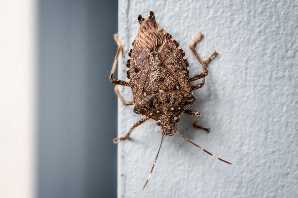 Brown marmorated stink bug