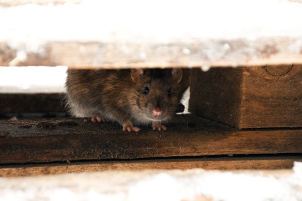 brown mouse on brown floor