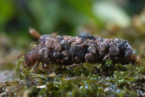 caddisfly larvae