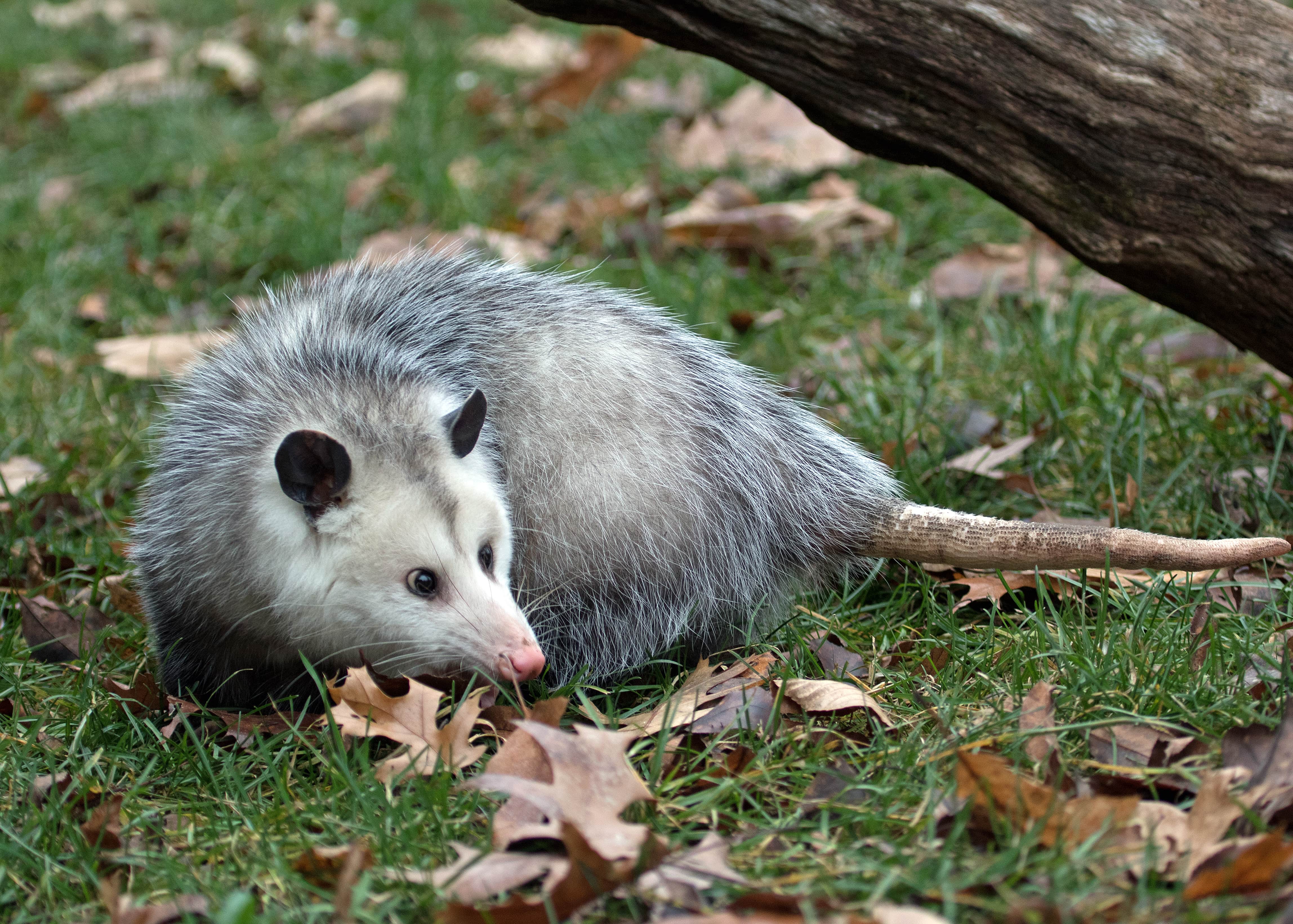opossum in yard