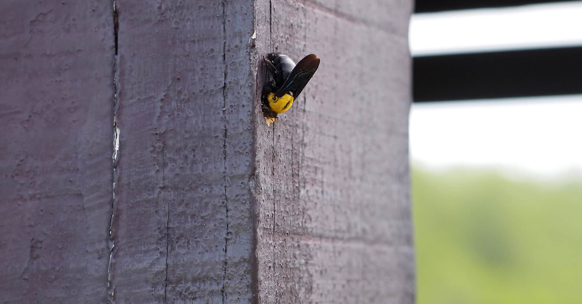 carpenter bee on wood