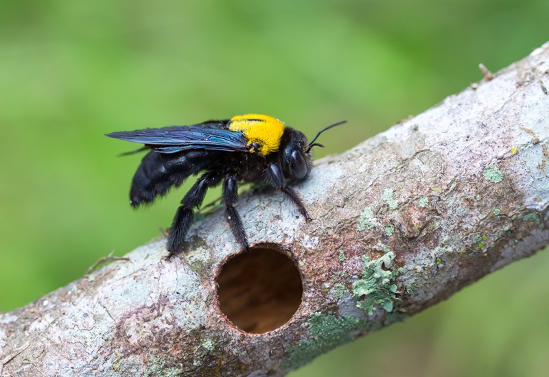 carpenter bee on tree branch