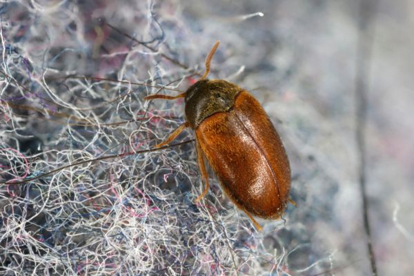 carpet beetle on carpet fibers