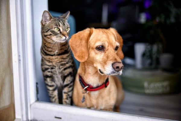 cat and dog by entryway