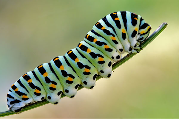 caterpillar