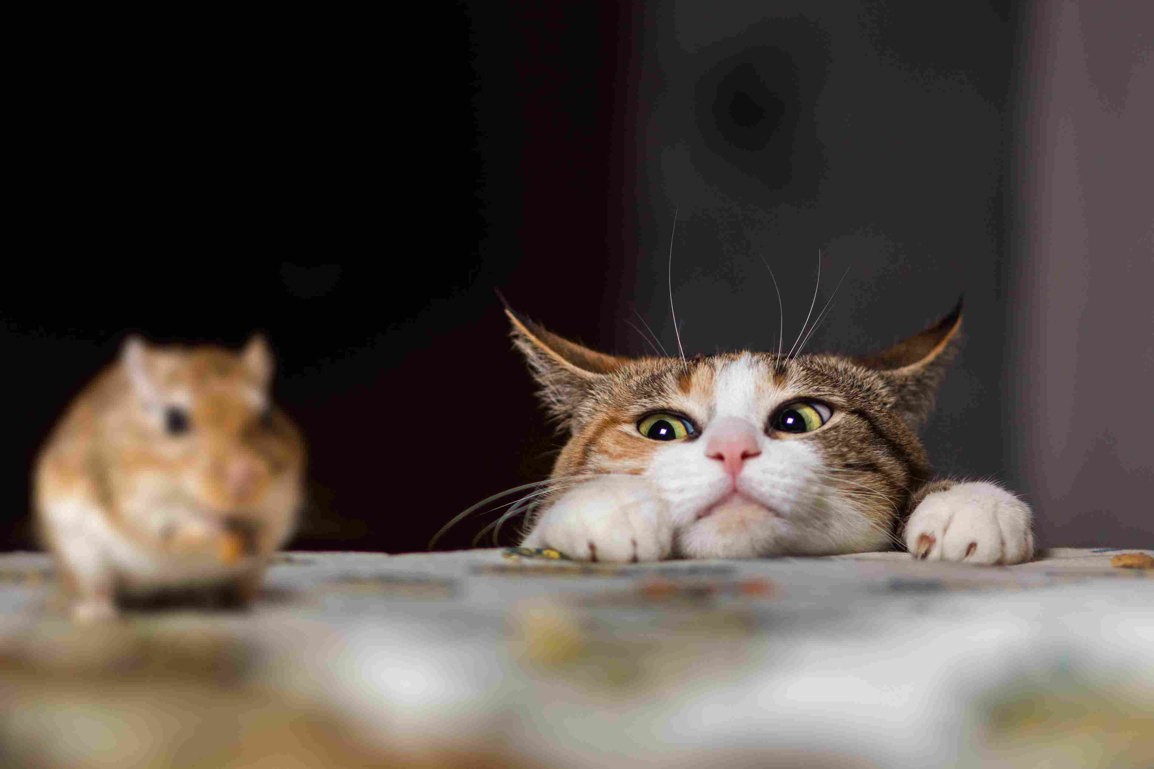 cat peering over a table at a mouse