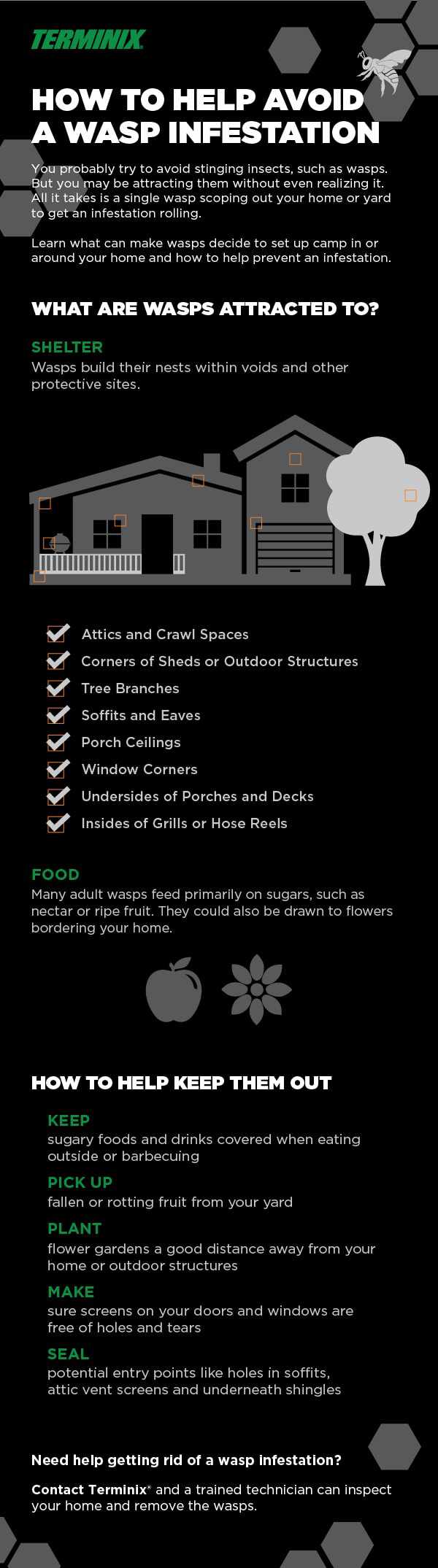wasp infestation