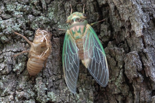 cicada emerged from exoskeleton