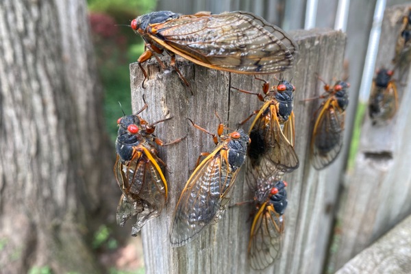 cicada group on fence