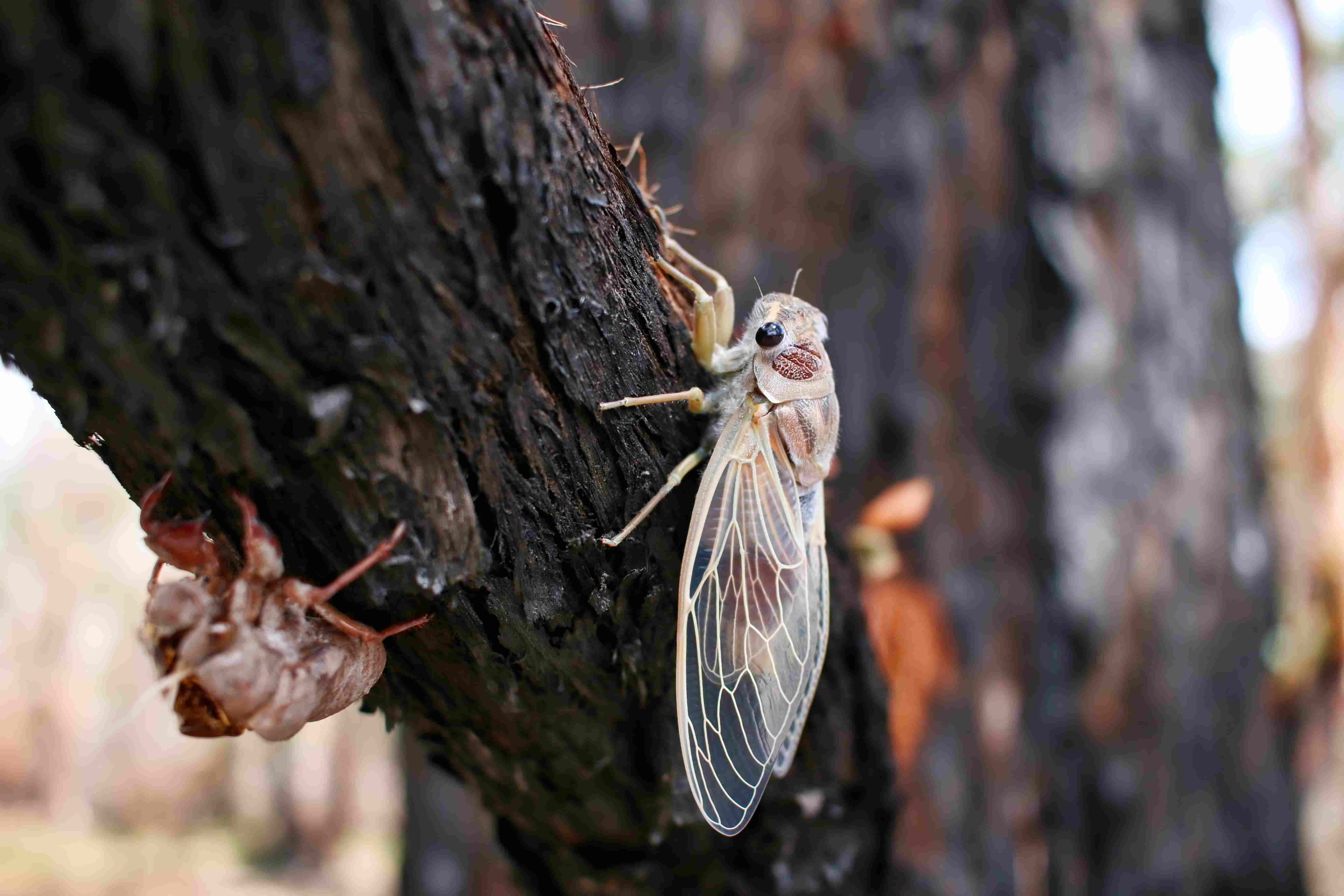 cicada on tree
