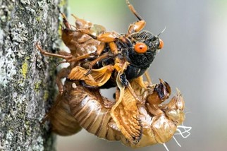 cicada shedding his skin