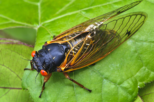cicada