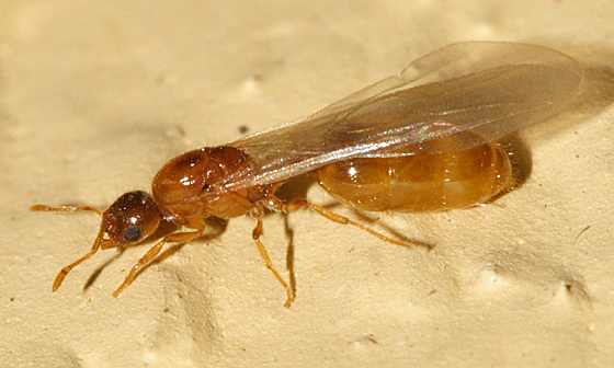 citronella ant