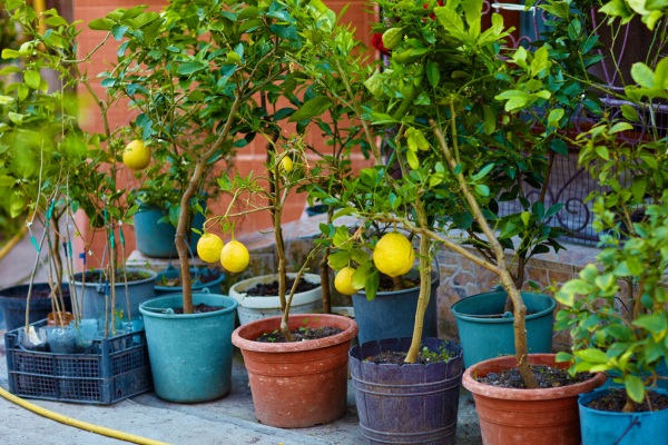 citrus trees in backyard