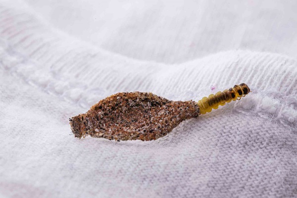 clothes moth larvae