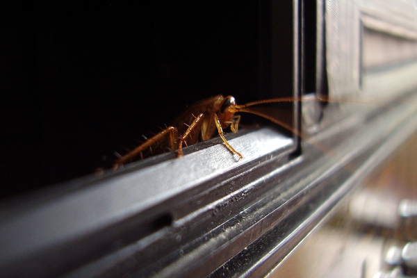 cockroaches and asthma