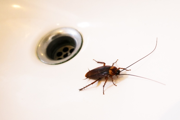 cockroach by water drain