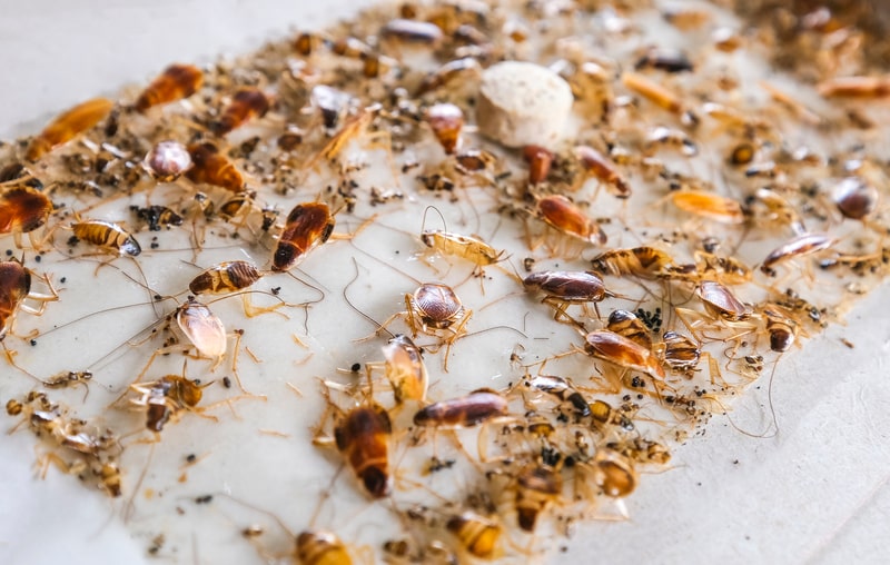 cockroaches stuck on a glue trap