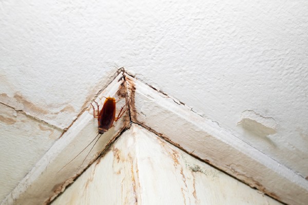 cockroach in home on ceiling