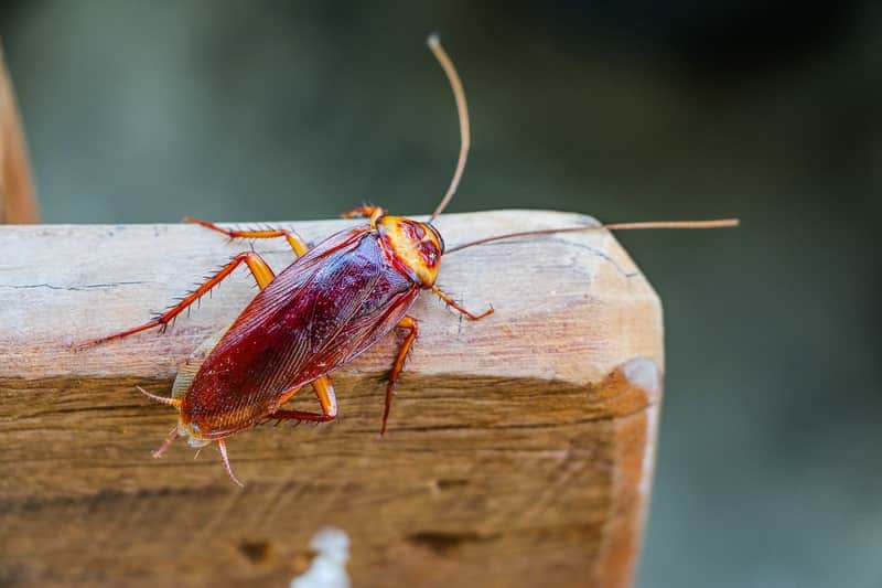 cockroach in the winter