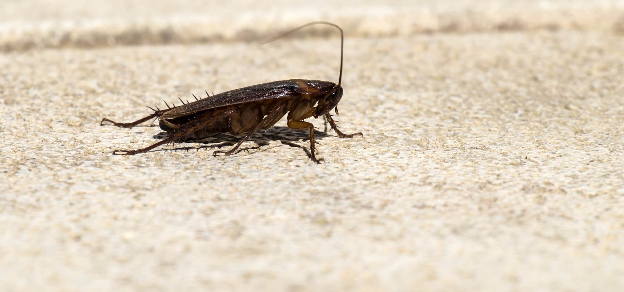 cockroach-in-street-feature