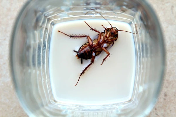 Dead cockroach in glass