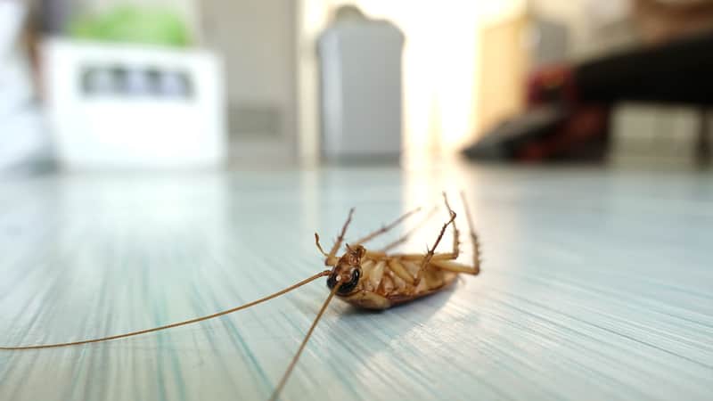 a cockroach on its back