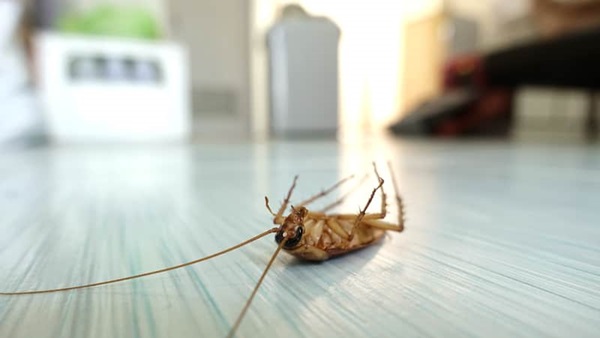 a cockroach on its back