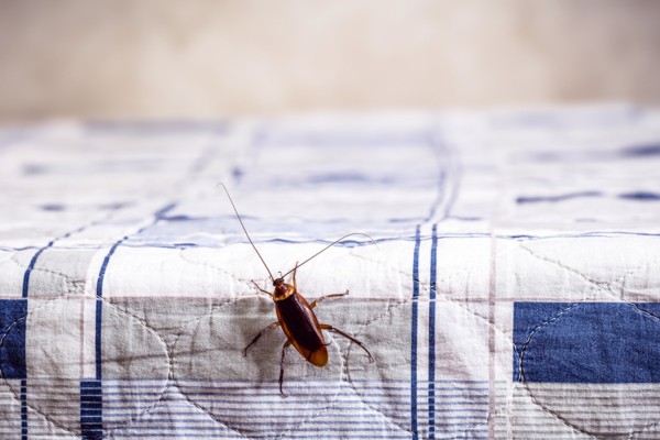cockroach on a bed