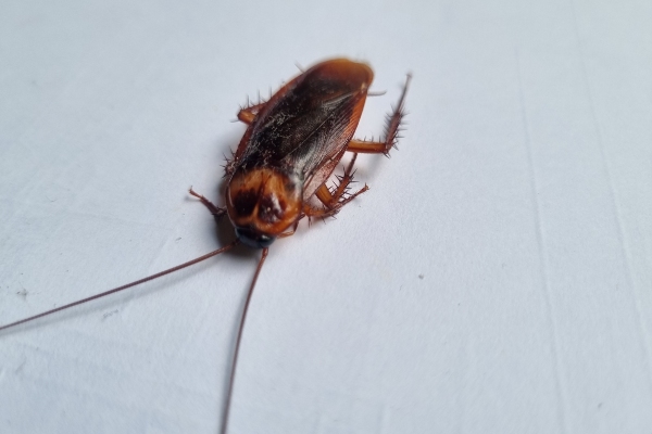 cockroach on tile