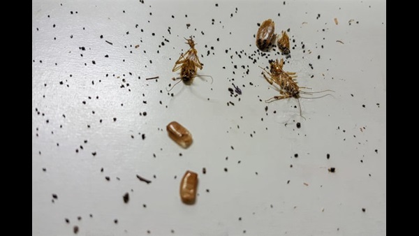 cockroaches and their droppings