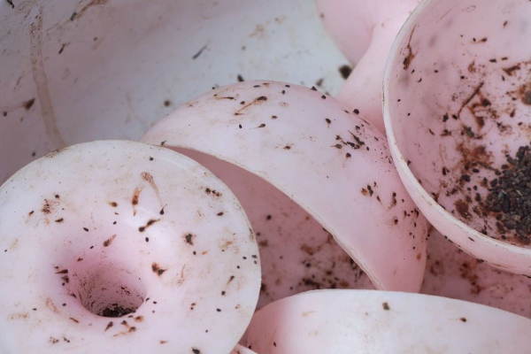 cockroach smear on dishes