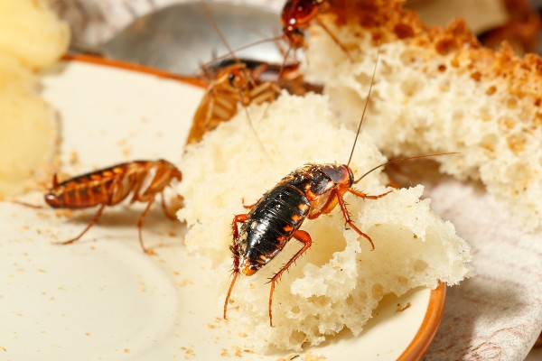 cockroach_eating_bread