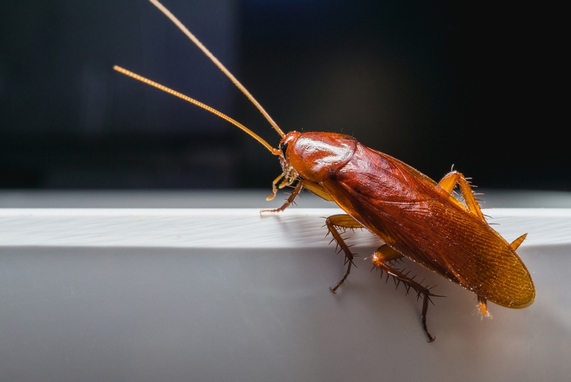 close up of a brown cockroach on a white bowl