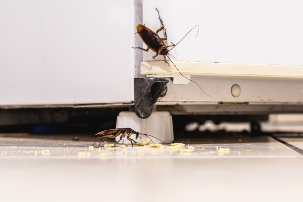 cockroaches by crumbs on a kitchen floor