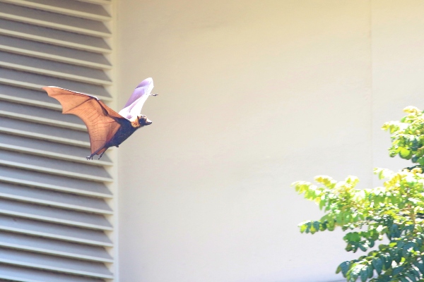Bat flying outside of building